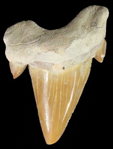 Otodus Shark Tooth Fossil - Eocene #67257